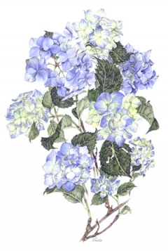 DVN, NI Bleu Hydrangeas, A4
